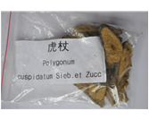 Polygonum cuspidatum Sieb.et Zuc